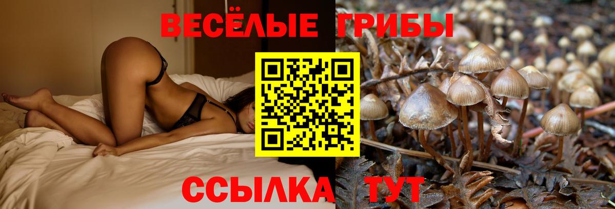 Мичуринск  Псилоцибиновые грибы Psilocybe  Вход с VPN 